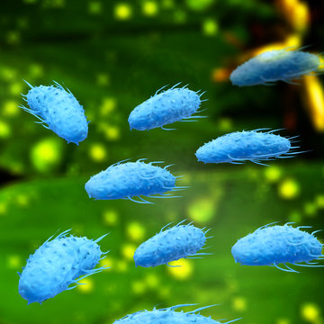 Proteus Bakterien - 3d Render