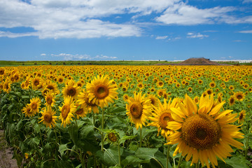 The image of beautiful flower