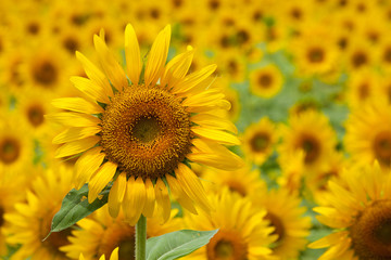 Fototapeta premium The image of beautiful flower