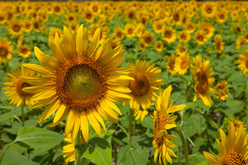 Obraz premium The image of beautiful flower