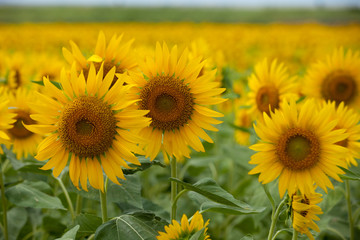 Obraz premium The image of beautiful flower