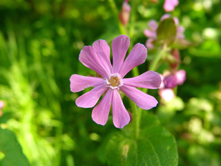Fototapeta premium lila Sternenblume