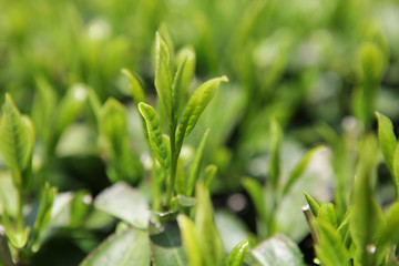 Obraz premium The image of landscape