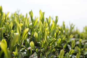 The image of landscape