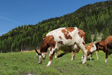 Fototapeta na wymiar Alpine cows