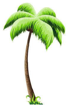 Palm tree