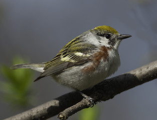 Breeding Adult Female Chestnut-sided Warbler
