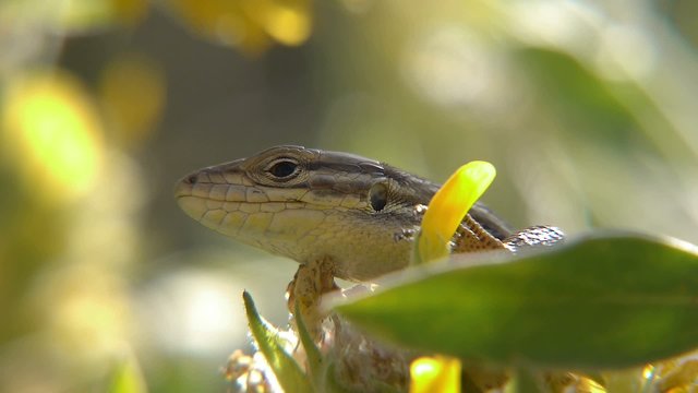 tailed lizard, sunbathing in the bushes