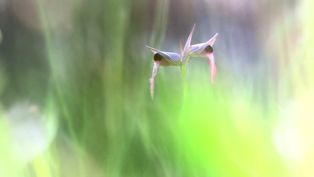 Beautiful wild orchid flowers (Serapias lingua)