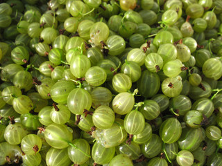 gooseberries