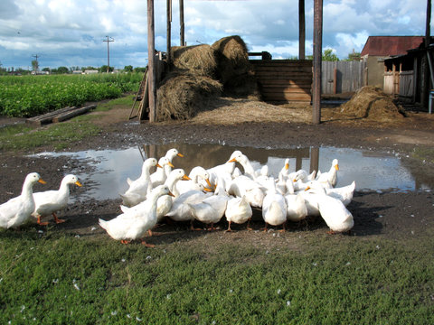 gooses
