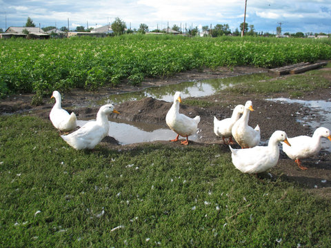 gooses