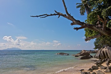 Old tree over the sea