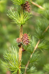 Branch of larch tree with cone