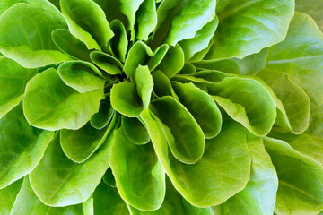 Fototapeta premium Lettuce head macro