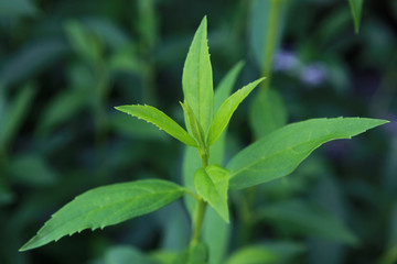 The image of landscape