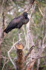 African openbill stork, Zambia