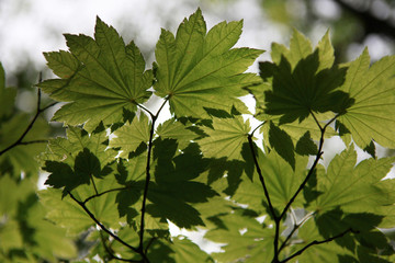 The image of landscape