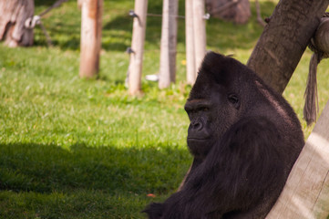 gorilla in Lisbon Zoo