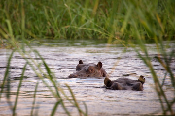 Two hippos in thhe Zambeze river, Zambia