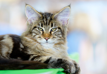Brown-white tabby Maine Coon cat