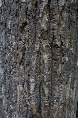 Tree surface,bark texture