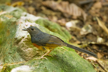 Male White-rumped shama(Copsychus malabaricus) in nature