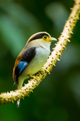 Close up portrait of Lovely Silver-breasted Broadbillin nature