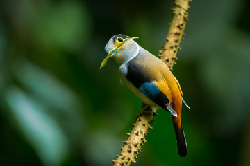 Lovely Silver-breasted Broadbill (Serilophus lunatus)