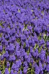 Fototapeta premium Bluebells in field (Grape Hyacinth, Muscari armeniacum)