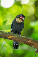 Portrait of Dusky Broadbill (Corydon sumatranus) stair at us
