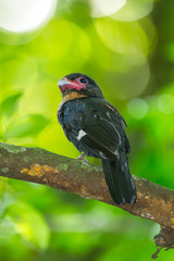 Portrait of Dusky Broadbill (Corydon sumatranus)