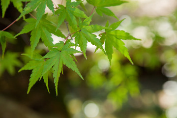 The image of landscape