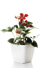 Anthurium ( Anthurium ) Blume im Blumentopf