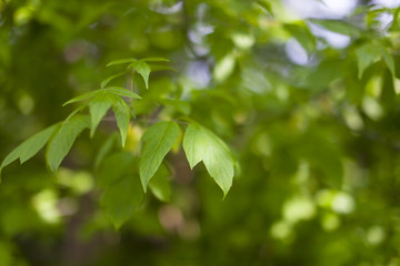 leaves on a branch