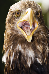 Brauner Adler, Deutschland, Hellenthal