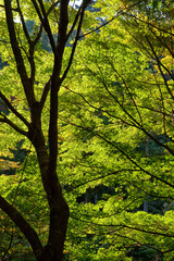 The image of landscape