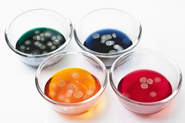 Vielfalt der Schimmelpilz in Glasschalenauf weißem Hintergrund