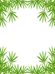 bamboo leaves isolated on white background