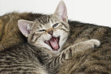 Hauskatze,Kätzchen Gähnen, Porträt,Nahaufnahme