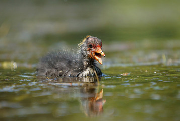Eurasian Coot, Coot, Fulica atra