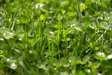 green clover and grass field