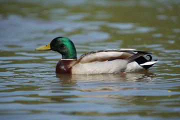 Mallard, Anas platyrhynchos