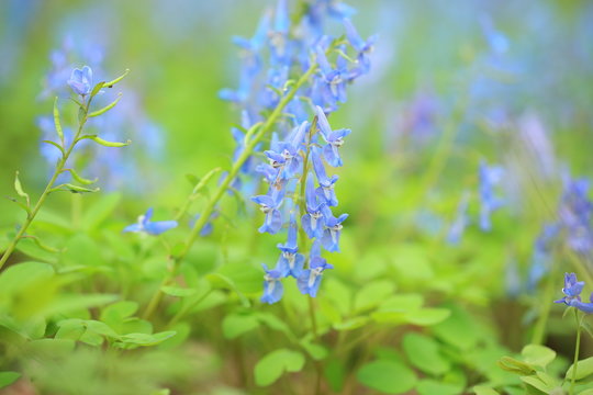 「エゾエンゴサク」の画像 465 件の Stock 写真、ベクターおよびビデオ Adobe Stock