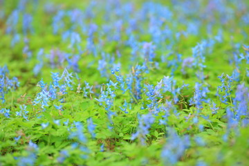 エゾエンゴサク