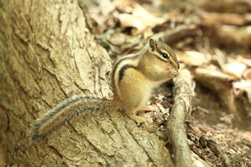 野生のシマリス
