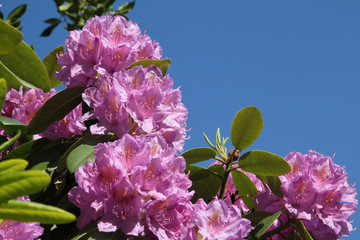Rhododendron unter blauem Himmel
