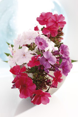 Bunte Blumen Phlox (Phlox )