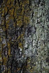 Obraz premium Rosskastanie (Aesculus hippoc ‡ stanum ) , close up