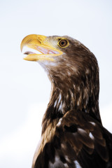 Brauner Adler, Deutschland, Hellenthal